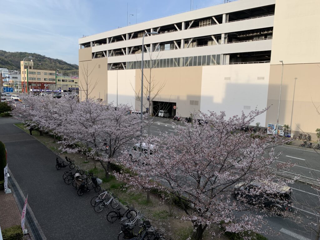 桜舞い散る季節